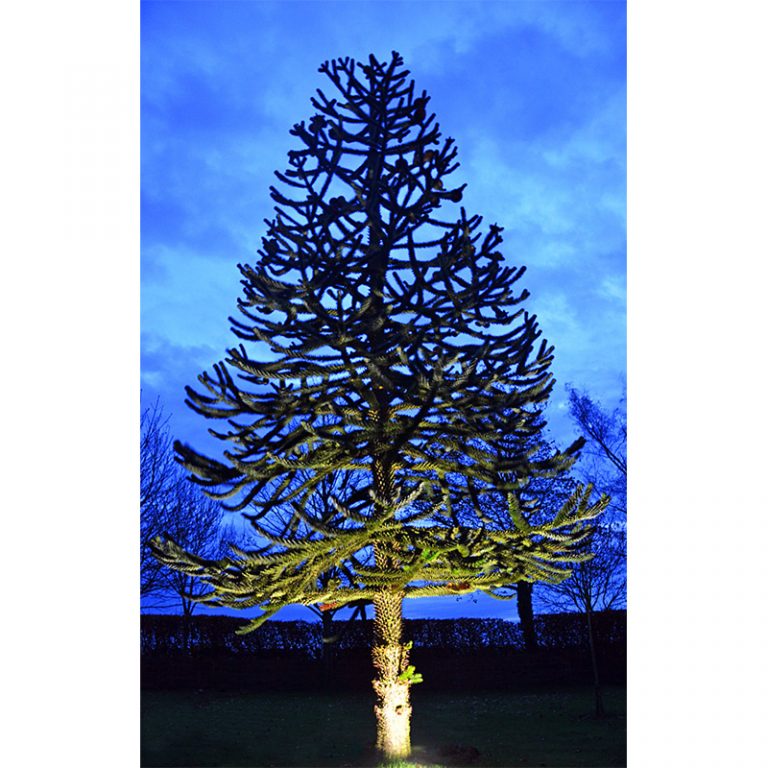 ParFlood 38 - PAR38 Floodlight / Uplight